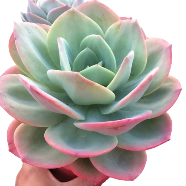 地栽单头血凤 新手必拍 好看好养 多肉植物云南昆明发货