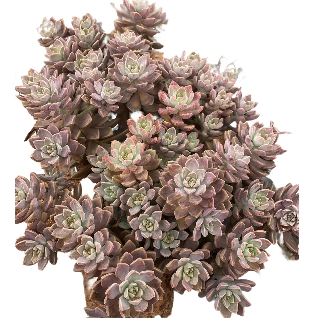 地栽飘枝阿伦培 好看好养 多肉植物 云南昆明发货