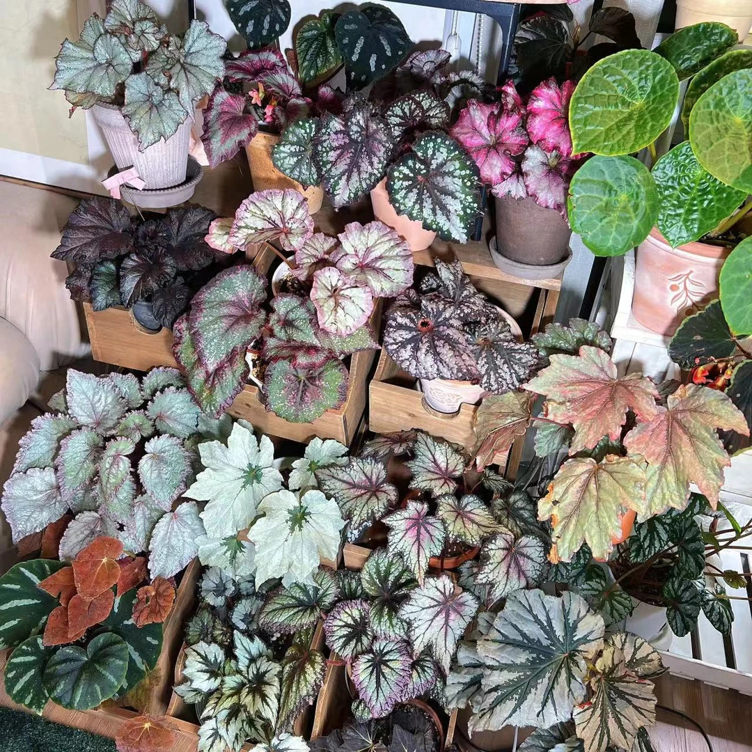 组合秋海棠网红ins风绿植盆栽室内阳台花卉北欧进口观赏植物经典