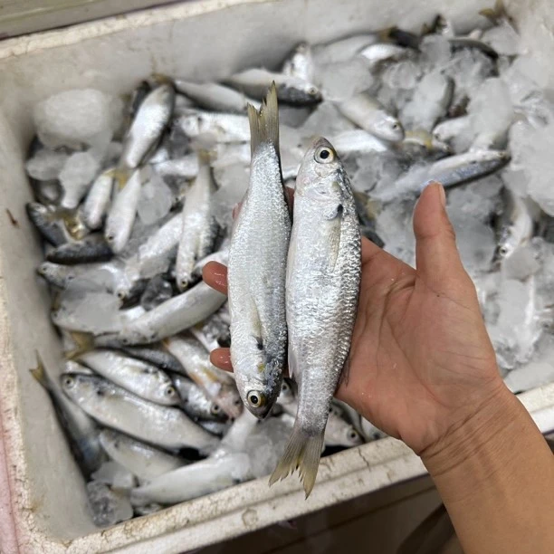 阳江新鲜小白鱼网捕显鱼小虫鱼新鲜海鲜顺丰海鱼