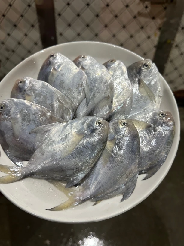 东海小鲳鱼小银昌冷冻发货3斤顺丰包邮38元