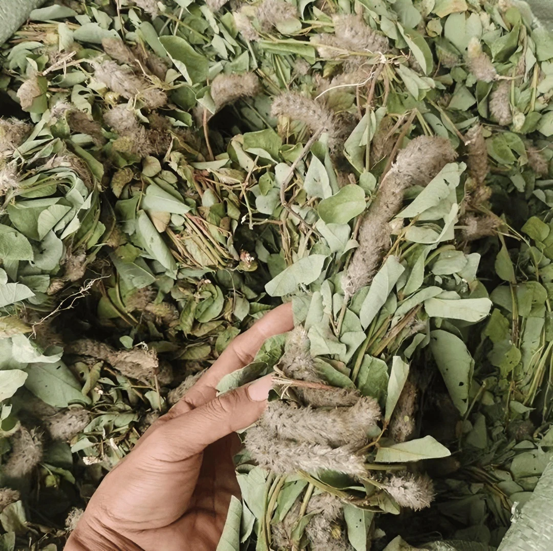 粤西农产品狸尾草羊咩草250克/500克干货包邮