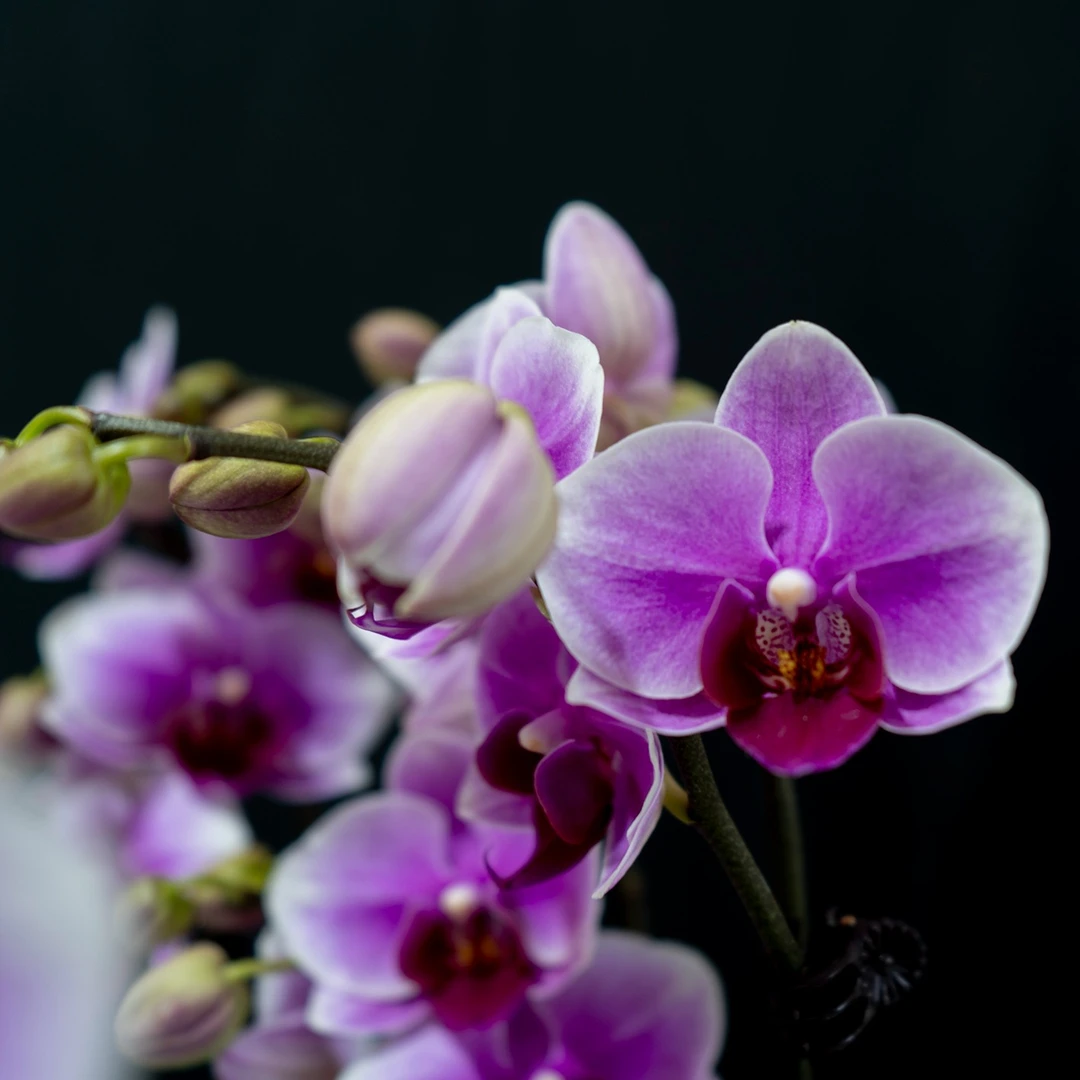 【蝴蝶兰-探花秀】美观趣味前台办公室客厅绿植鲜花自然