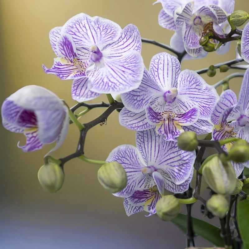 【蝴蝶兰-樱花】趣味美观客厅前台办公室室内鲜花绿植蝴蝶兰盆栽