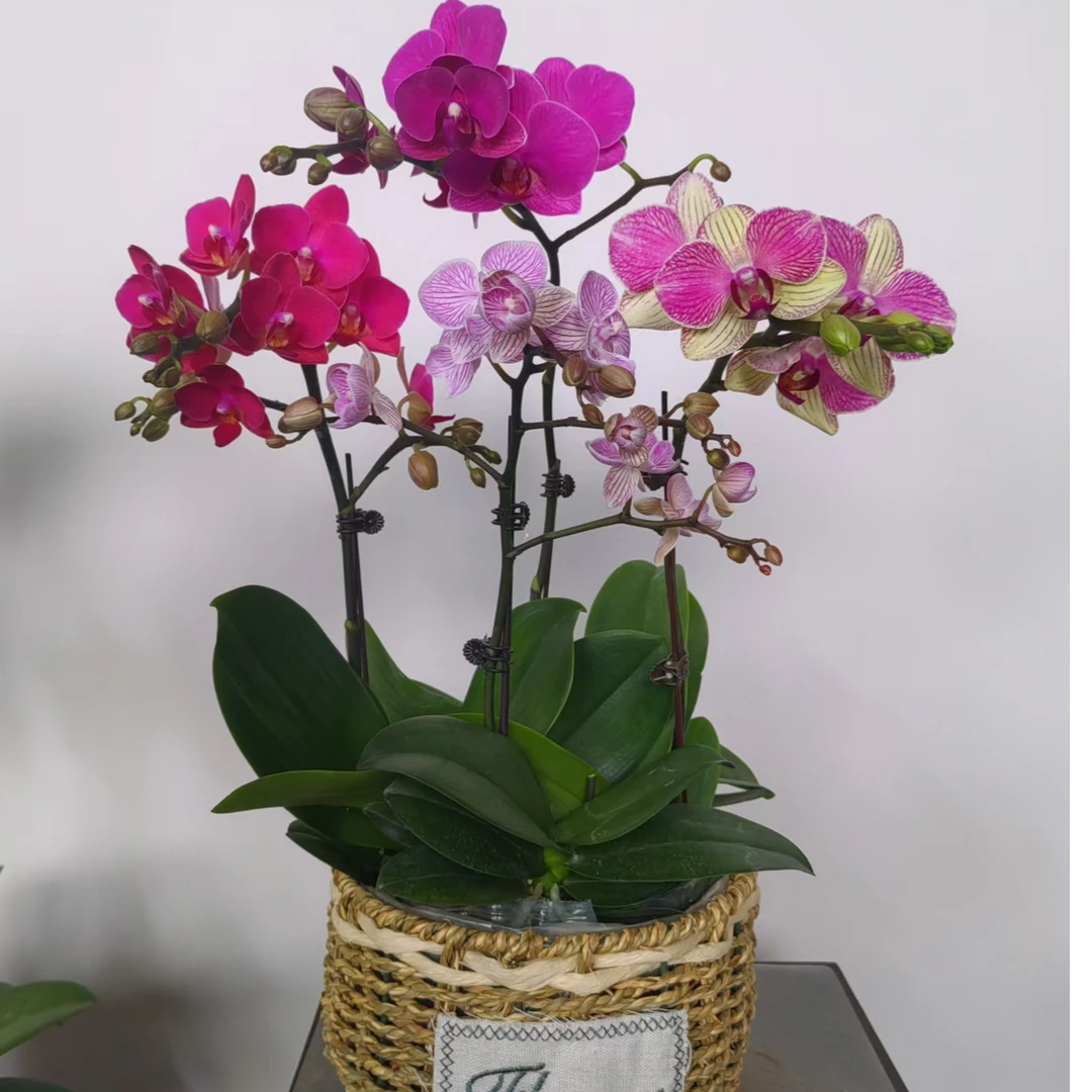 【蝴蝶兰-繁花似锦】趣味美观客厅办公室蝴蝶兰盆栽