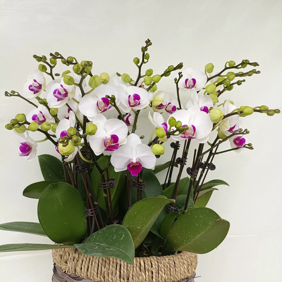 向阳精选【蝴蝶兰-雪玉】趣味美观办公室前台室内鲜花绿植蝴蝶兰