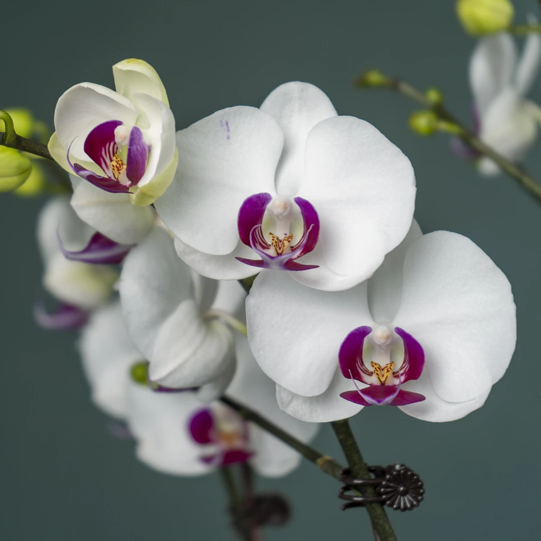 精选【蝴蝶兰-锦绣前程】趣味美观办公室客厅前台鲜花绿植