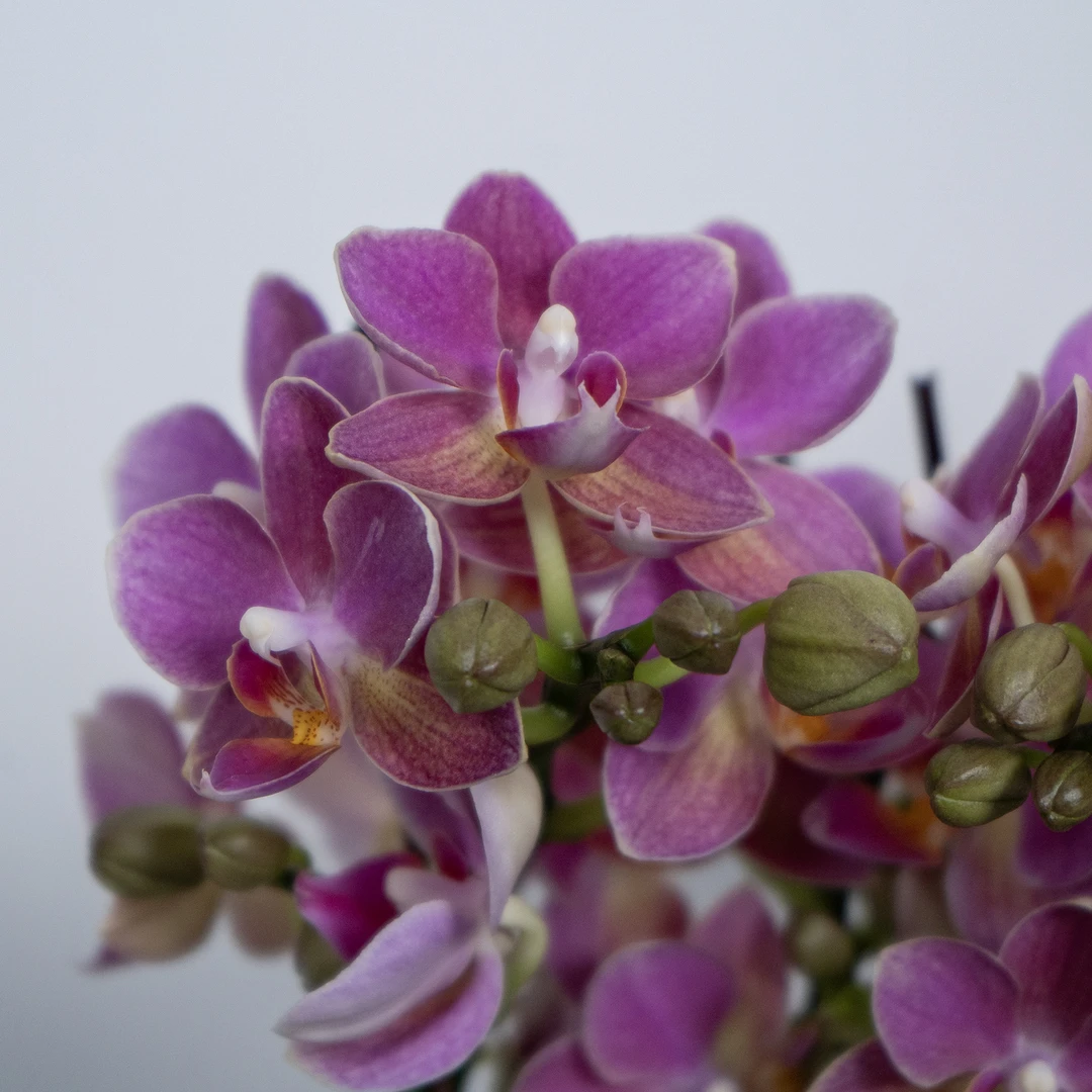 【蝴蝶兰-心花怒放】趣味美观客厅前台办公室鲜花绿植蝴蝶兰盆栽