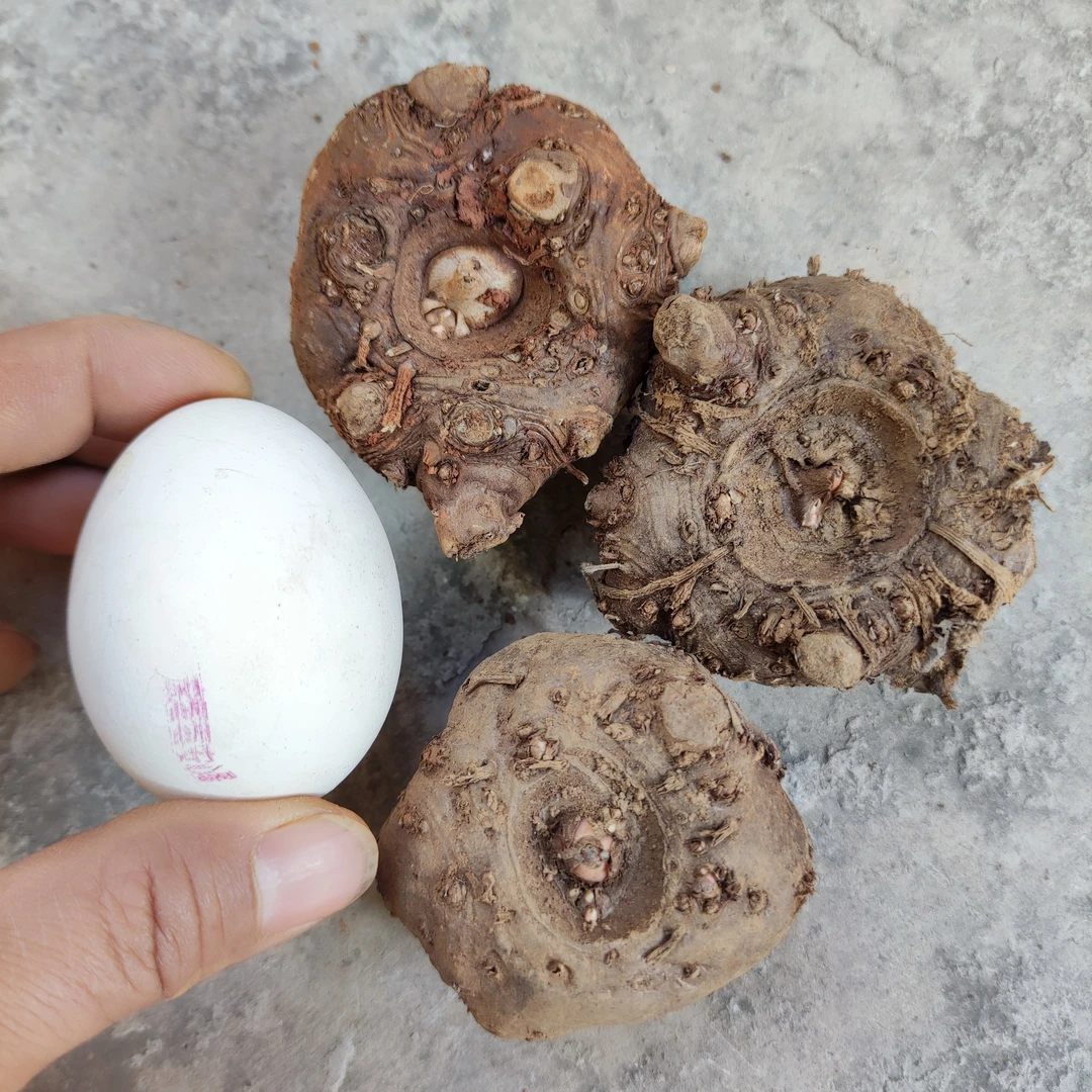 高产魔芋种子当年种当年挖基地种植脱水消毒出苗成活率高抗病力强