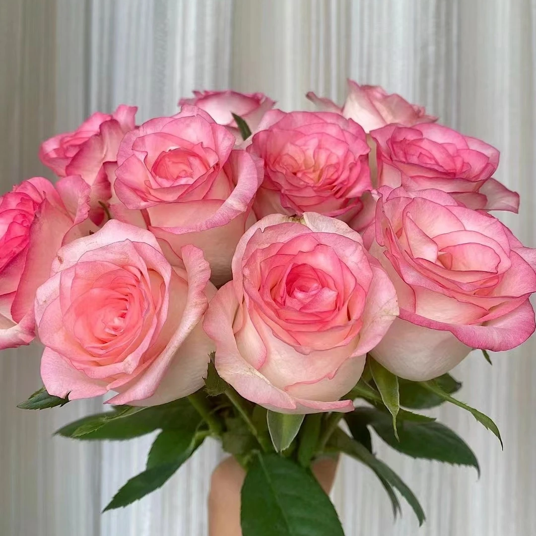 【沈阳桑野】爱莎单头玫瑰 同城配送 最快1-3小时送达