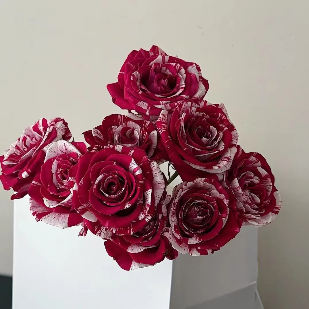 【沈阳桑野】水瓶座单头玫瑰 同城配送 最快1-3小时送达