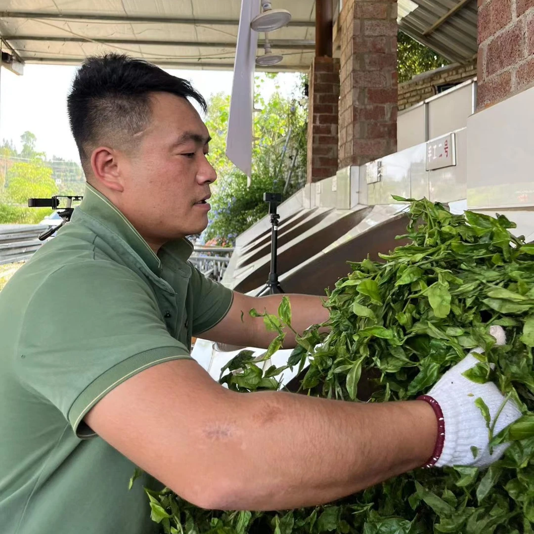 种草福利冰岛5寨春200克普洱生茶黄金叶