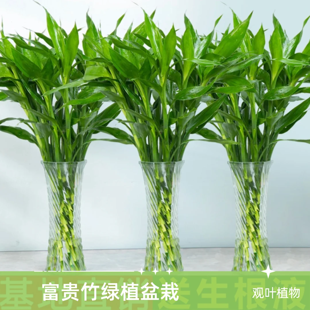 绿色竹子长根水培壮粗大富贵竹绿植盆栽水养客厅室内自然采摘花卉