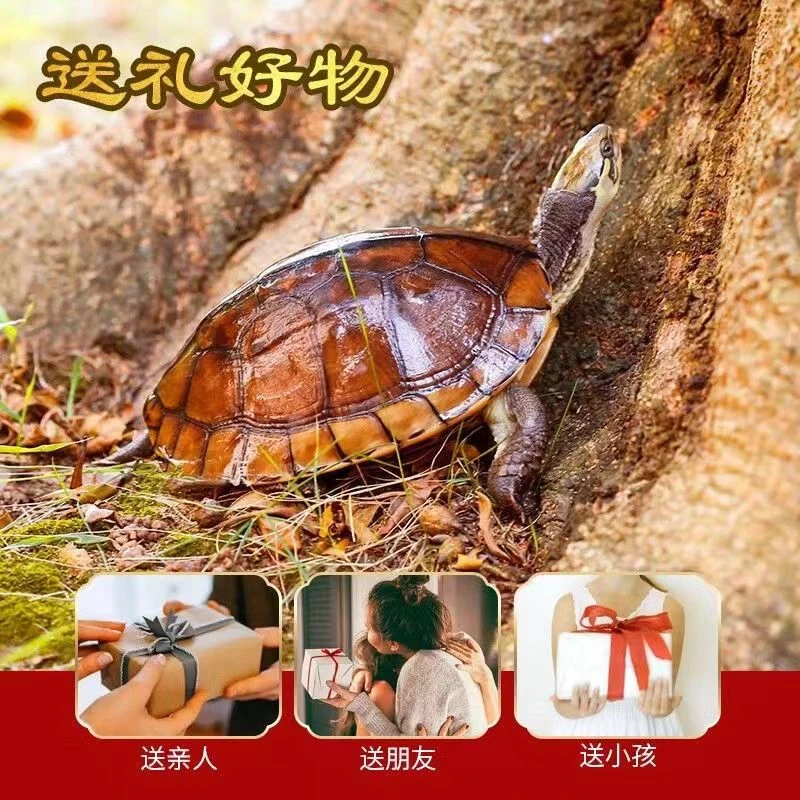 龟（刘哥严选）正宗外塘活体观赏南石金钱龟人工繁育乌龟