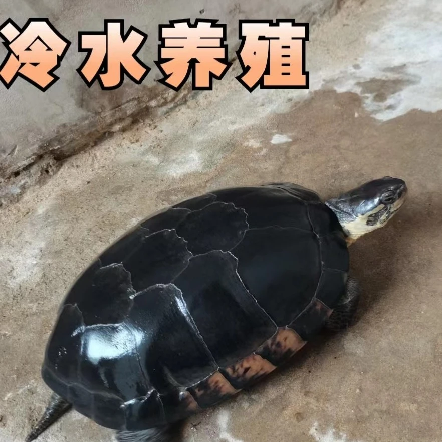 直播间次品煲汤南石金钱龟现场捞龟现拍现发