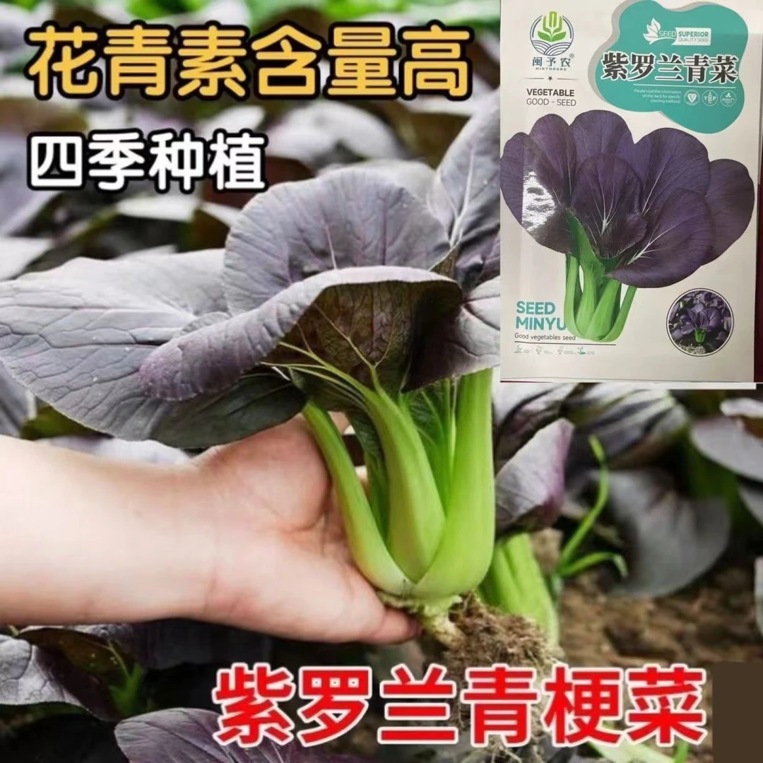 【新疆包邮】紫妃上海青紫罗兰油菜紫苏州青四季播种高产蔬菜紫油菜