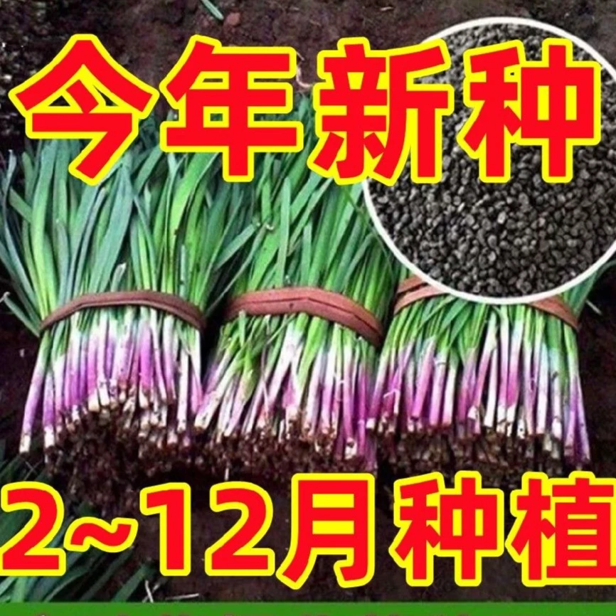 【新疆包邮】四季韭菜大叶紫根韭菜割茬多次收易种蔬菜青菜阳台盆栽