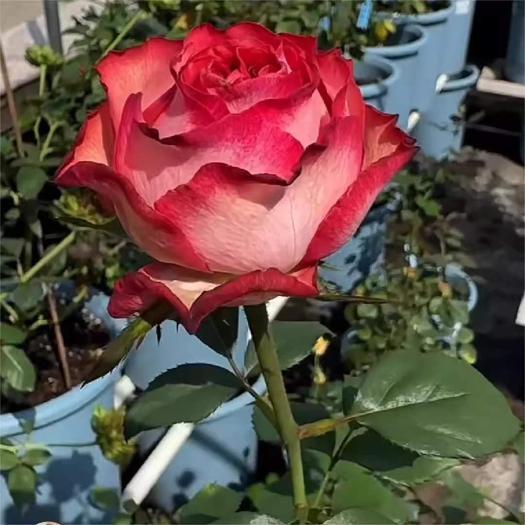 沙皇 超新品复色切花大花玫瑰阳台庭院月季