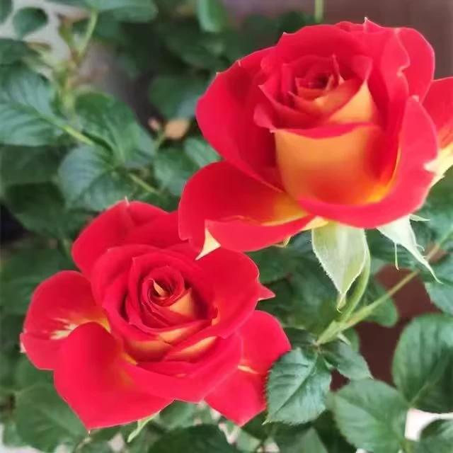 双鱼座月季小苗二桥月季阳台开花灌木阳台庭院双色月季