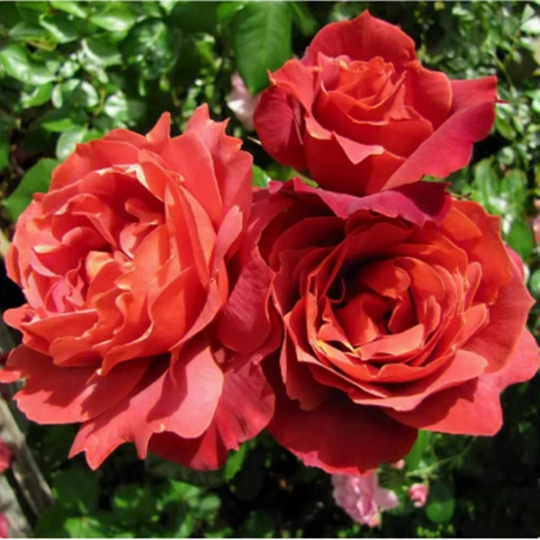 火热巧克力月季多家开花耐热耐寒皮实好养阳台盆栽花苗