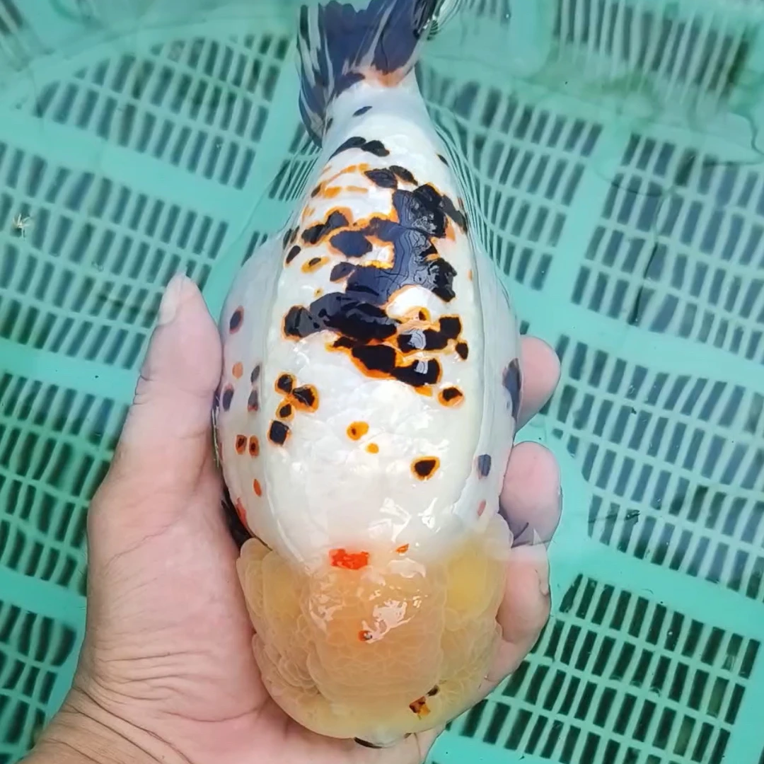 满斗渔场兰寿观赏鱼精品高货直播选鱼专拍发货