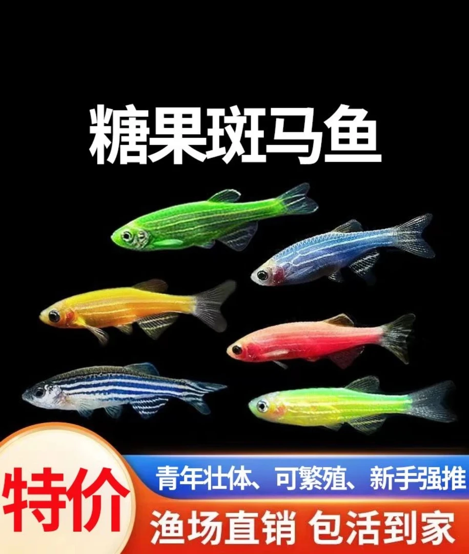 斑马鱼热带观赏鱼红鱼七彩斑马鱼红绿灯科鱼小型冷水淡水好养活的