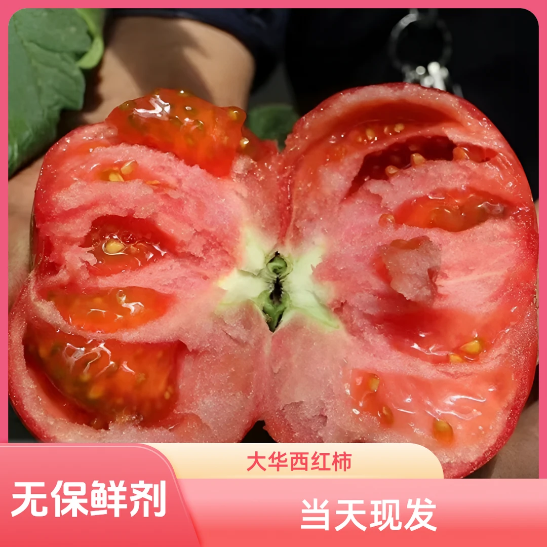 [大华农场] 大华西红柿 5 斤 水分足 起砂 顺丰包邮番茄同城配