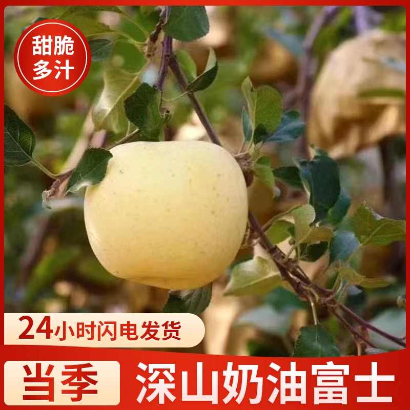 linsanhao/林三好维纳斯栖霞奶油富士苹果香甜当季水果5斤源产地