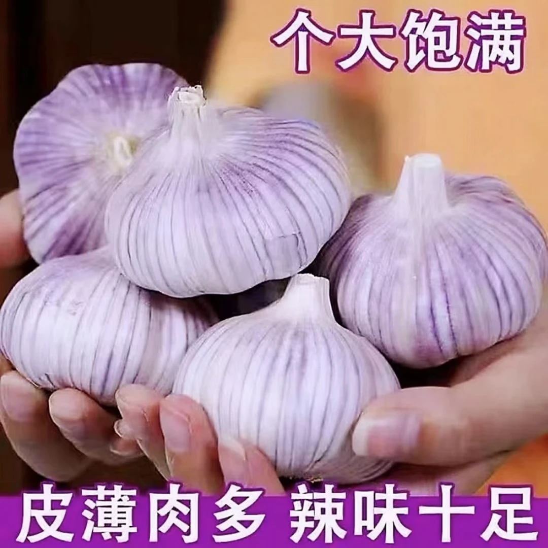 【新店冲量】新干蒜5斤大蒜大蒜头新鲜紫白皮1斤3斤5斤产地直发可种