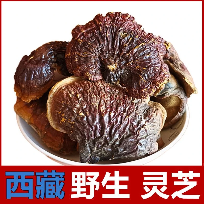 西藏高海拔野灵芝 正品金边灵芝男士泡酒50克100克250克西藏山货