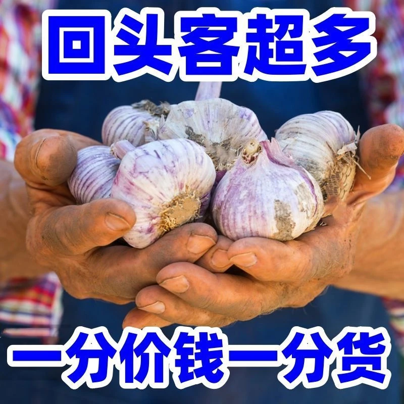 【2024新干蒜】金乡紫白皮大蒜新干蒜子新鲜紫白皮大蒜头优5斤