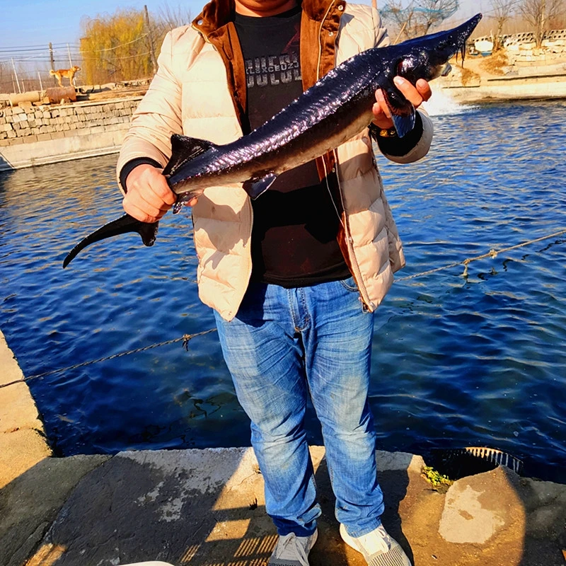 山东济宁2-10斤鲟龙鱼活鱼软骨无刺生鲜海鲜礼品鲜活