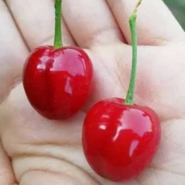 鸡心樱桃裸根果树苗（嫁接苗樱桃苗可盆栽果树基地）