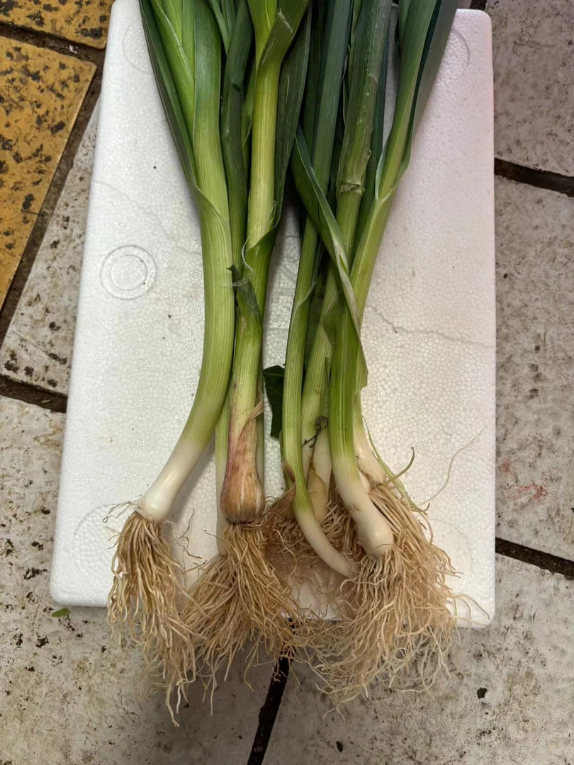 贵州农村本地蒜苗炒腊肉特别香家乡的味道（包邮）