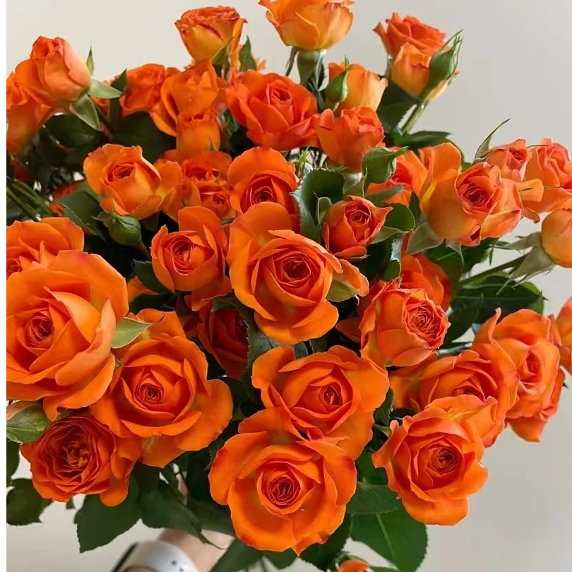 【橙色芭比】云南基地直发鲜花一单中通 两单顺丰包邮