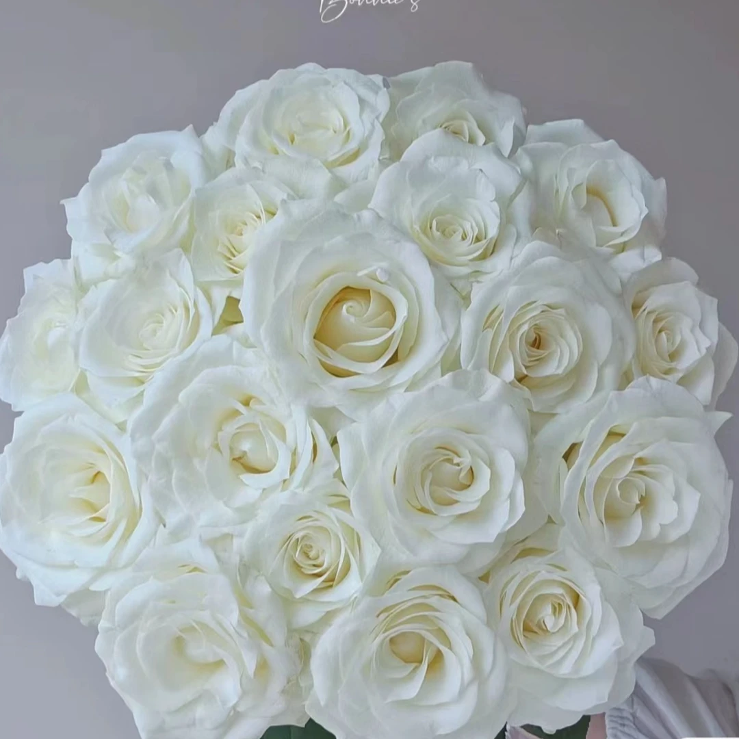 【骄傲玫瑰】云南基地直发鲜花一单中通 两单顺丰包邮