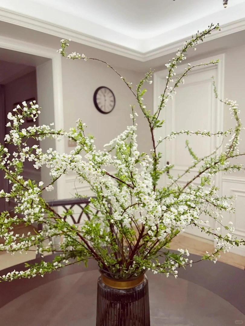 SS级现切雪柳干枝阳台养护庭院开花出售生长发芽实物白色天然修剪