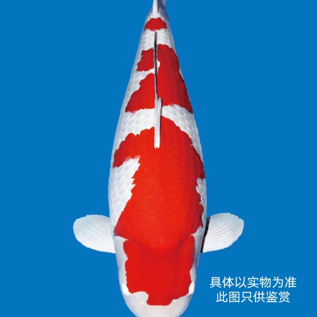 血统锦鲤大正昭和红白介子