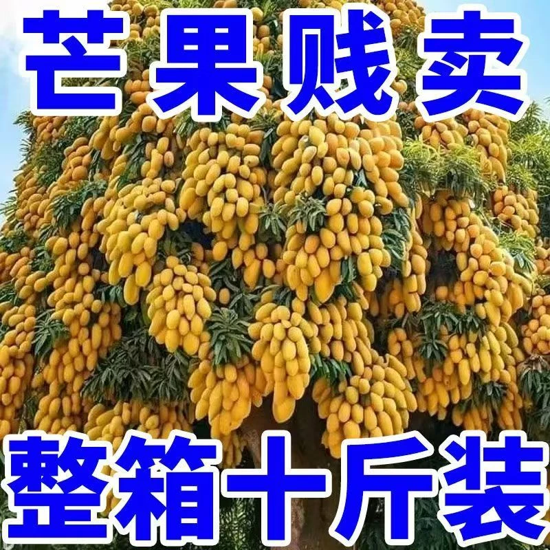 【低价】正宗海南小台农台芒芒果大果当季热带成熟非金煌贵妃芒包邮