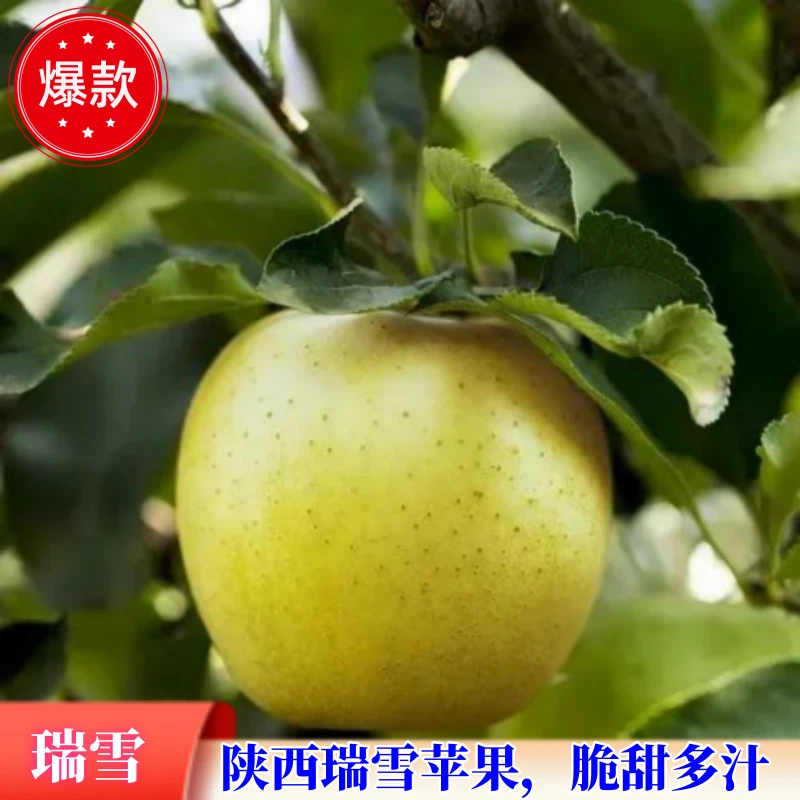 陕西铜川瑞雪苹果新鲜水果礼盒及家庭装超市新鲜脆甜多汁包邮