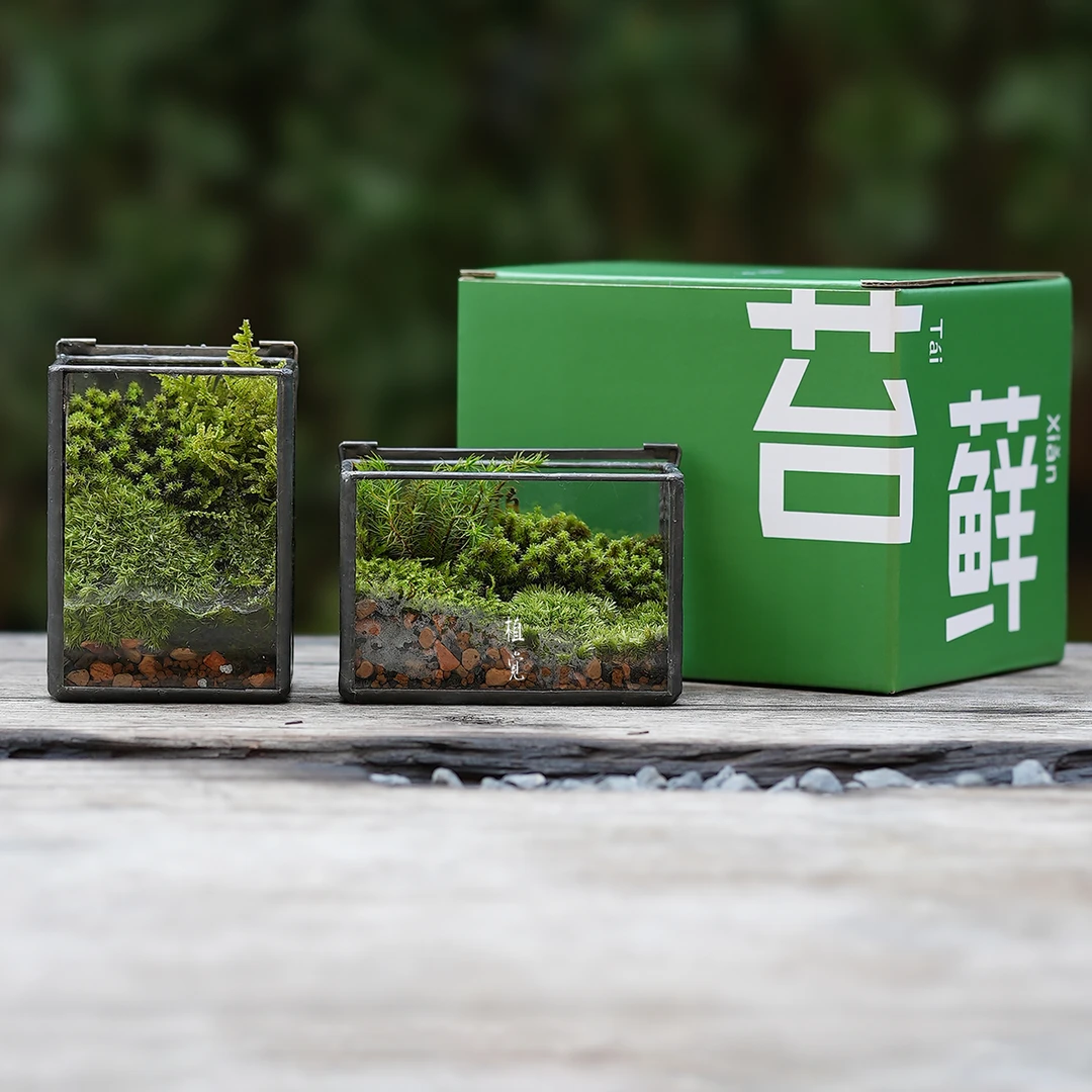 植觉 | 苔和子 顺丰发货 | 送礼礼品室内苔藓微景观桌面绿植摆件