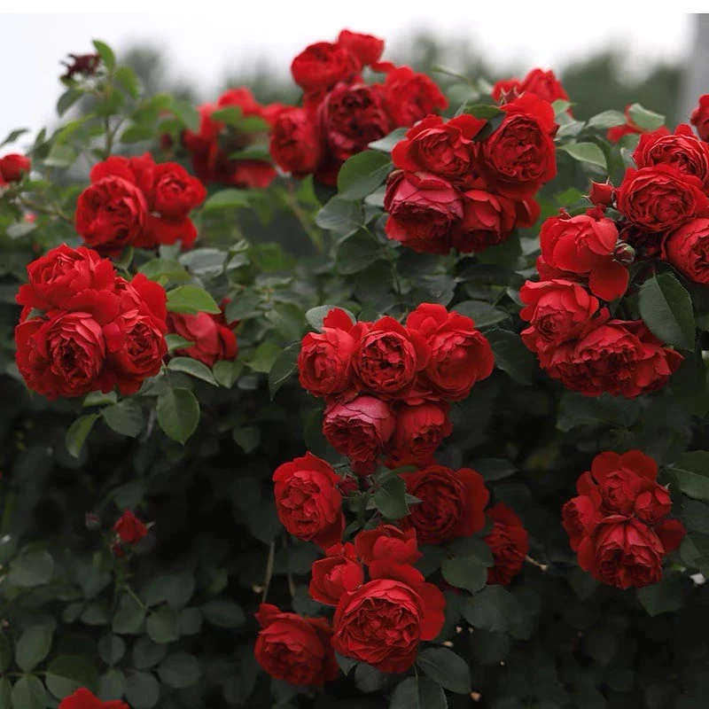 开花爬庭院盆栽季节蒂娜藤花卉小苗阳台耐热多攀援月季佛罗伦红色
