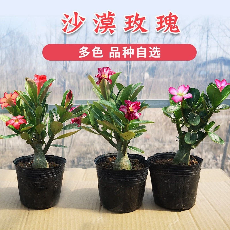 重瓣沙漠玫瑰花苗盆栽四季花卉绿植物老桩室内阳台小盆景开花不断