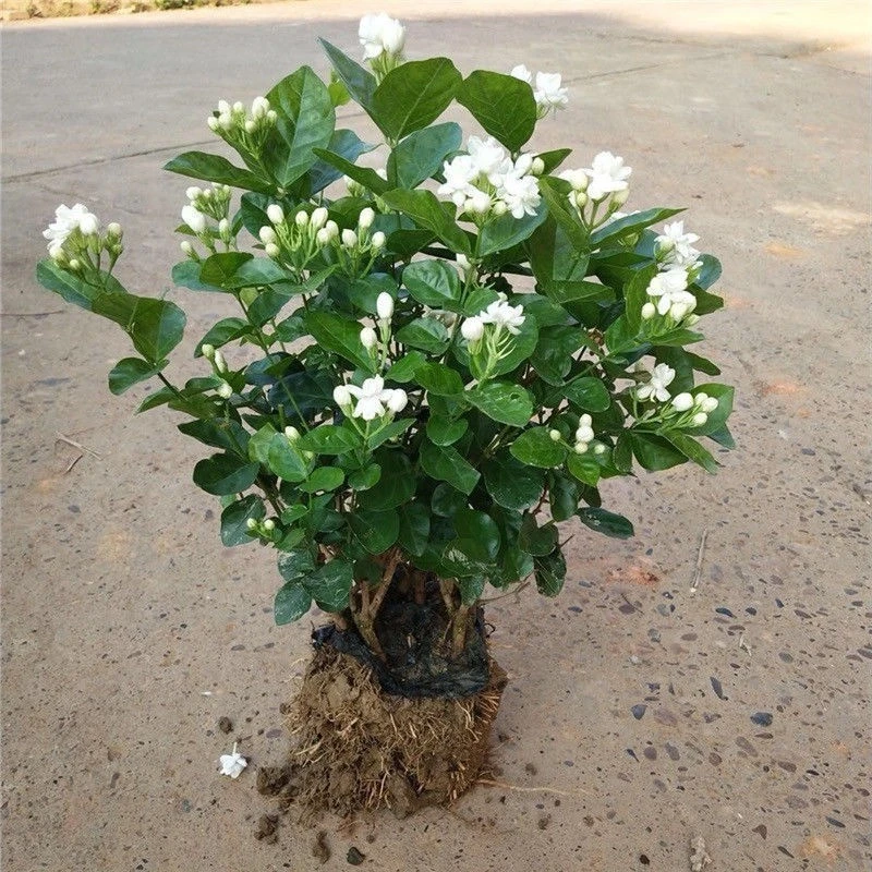 茉莉花苗室外绿植花卉阳台茉莉花盆栽四季开花庭院观花植物带花苞