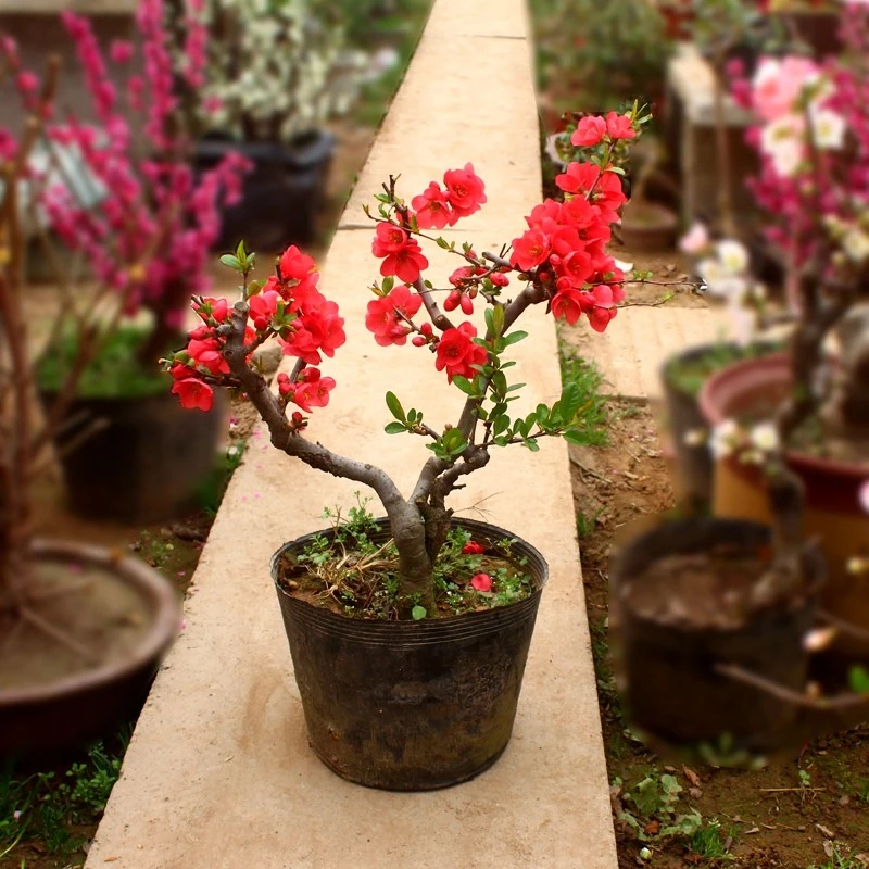长寿冠海棠盆景原生重瓣室内外盆栽老桩耐寒花卉好养四季开花多色