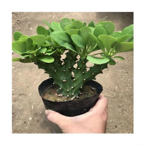 【高品质】老桩麒麟掌 多肉植物盆栽花卉仙人掌内室植物桌面植物