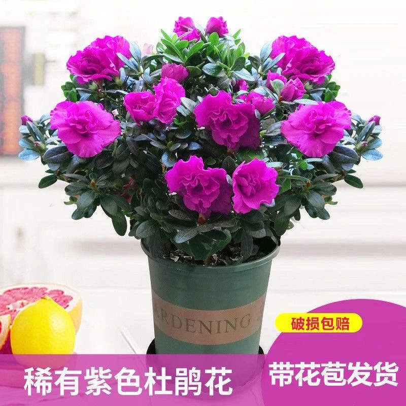 【带花苞发货】杜鹃花盆栽四季开花耐寒植物阳台客厅办公室花卉
