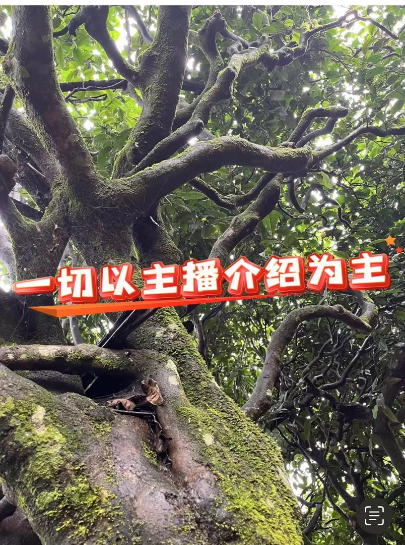 【小米茶叶通用链接】多款头春组合装