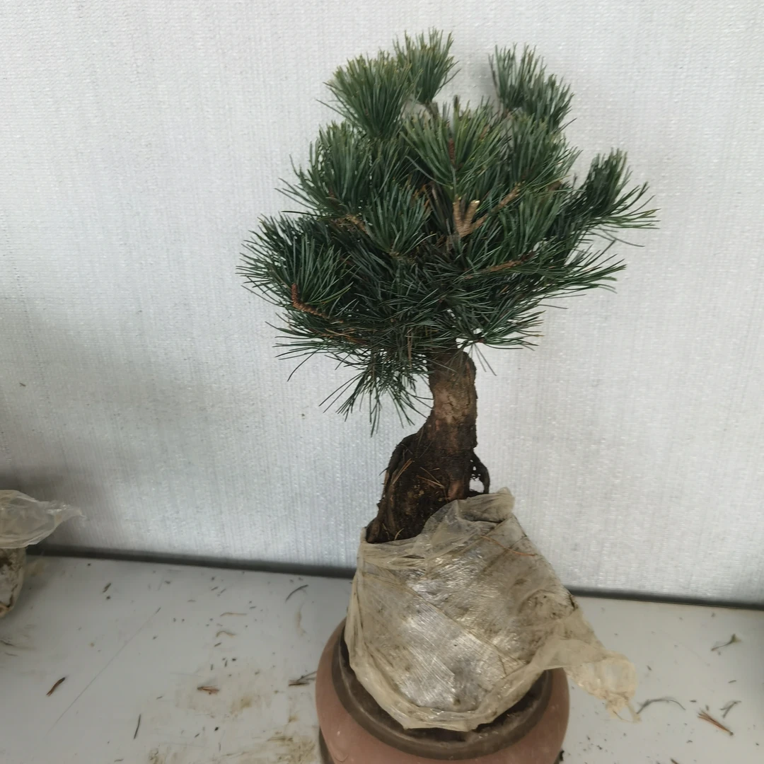 五针松素材盆景阳台庭院四季常青好养耐寒