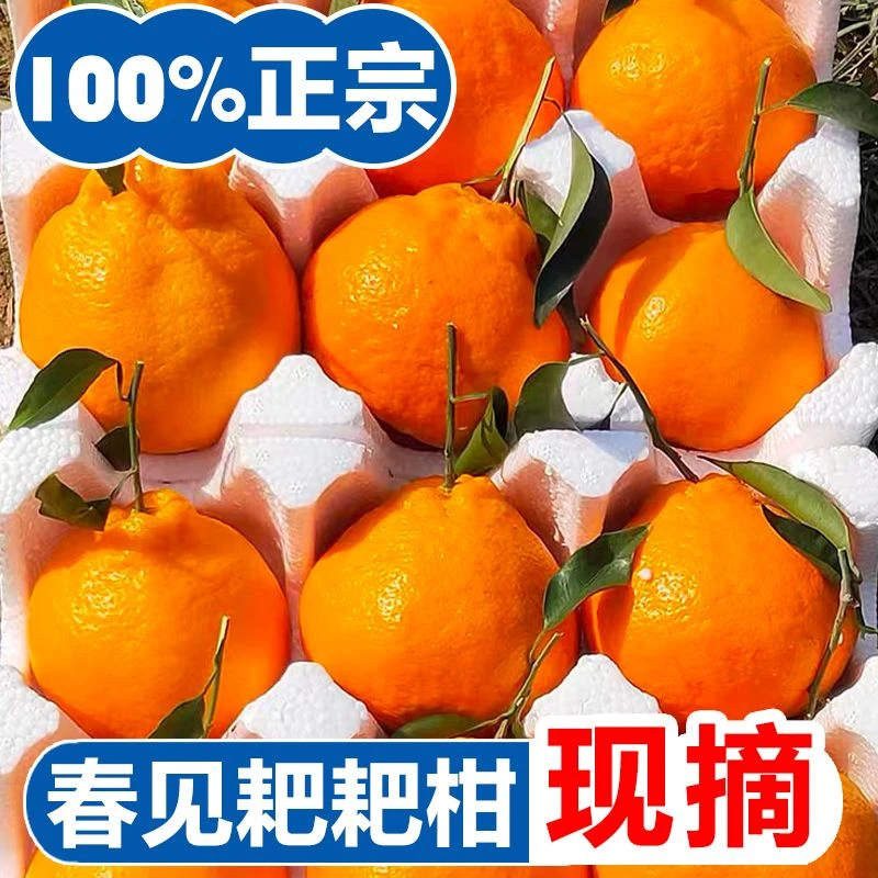 正宗四川耙耙柑橘子整箱批发春见耙耙柑水果新鲜现摘耙耙柑非沃柑